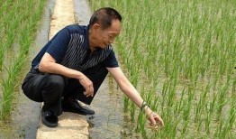 吃瓜爆料袁隆平视频播放,揭秘杂交水稻背后的故事